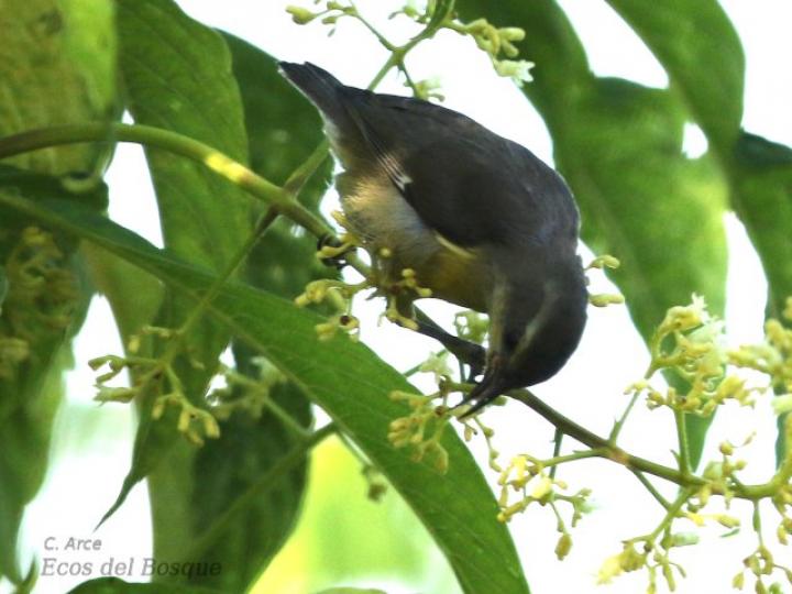 Psychotria luxurians