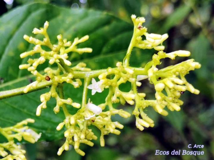 Psychotria luxurians