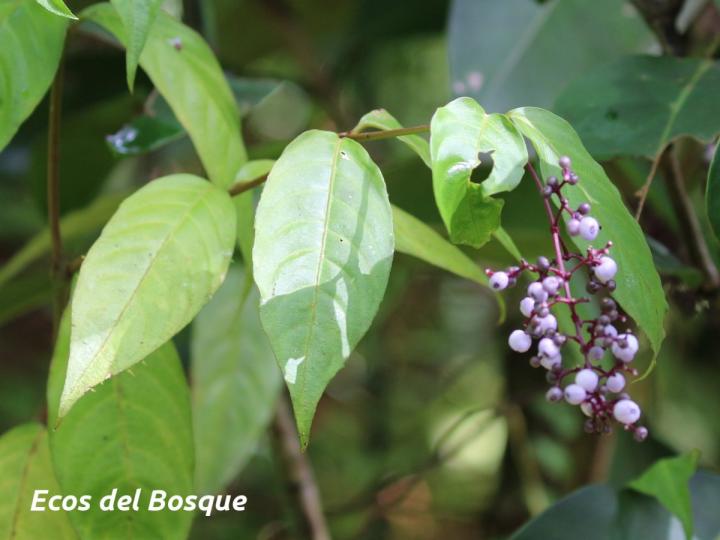 Psychotria microbotrys