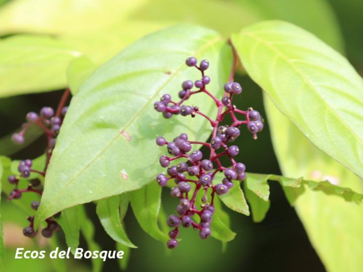 Psychotria microbotrys