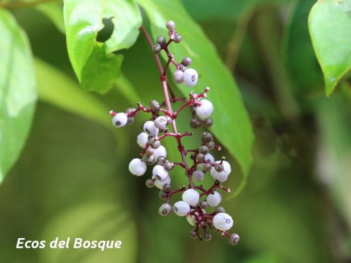 Psychotria microbotrys