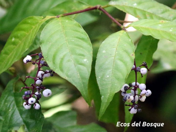 Psychotria microbotrys