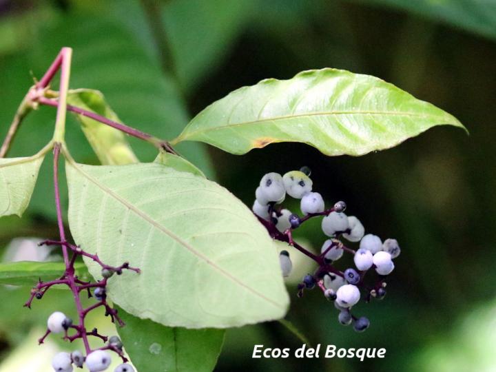 Psychotria microbotrys