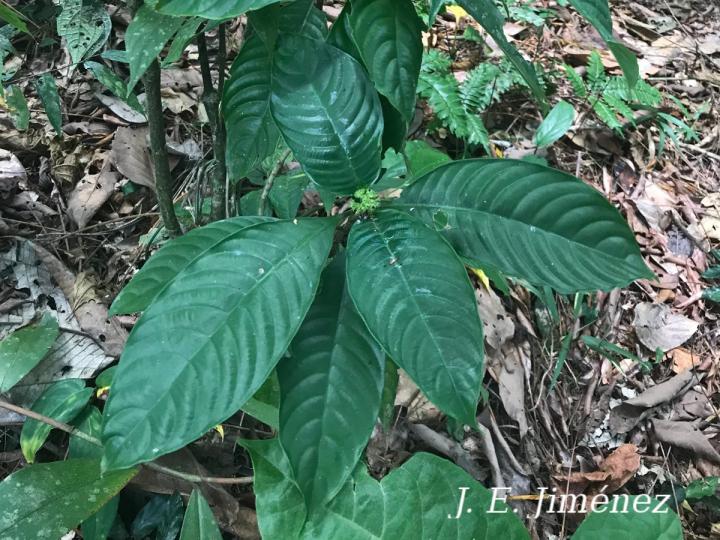 Psychotria racemosa