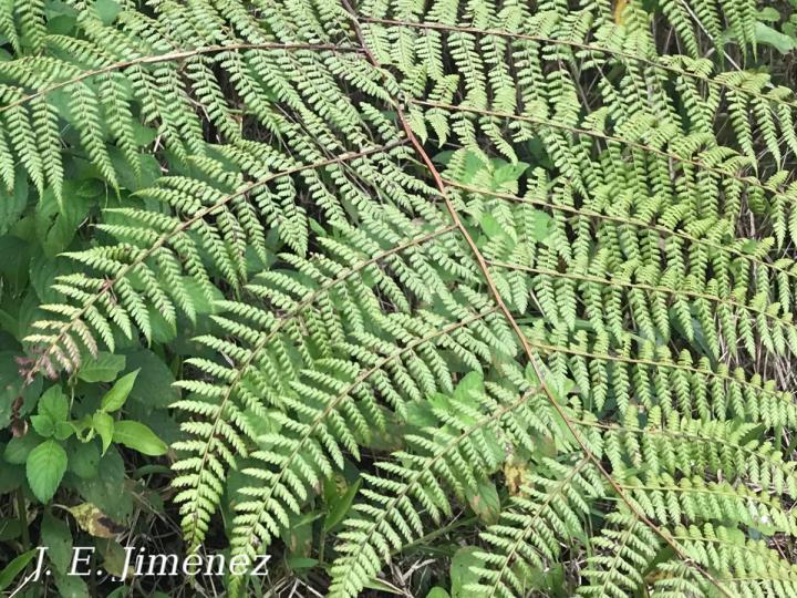 Pteridium arachnoideum