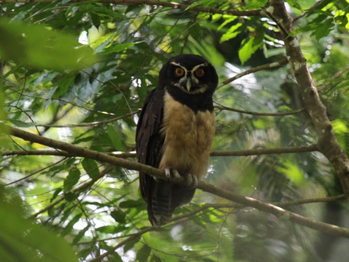 Pulsatrix perspicillata