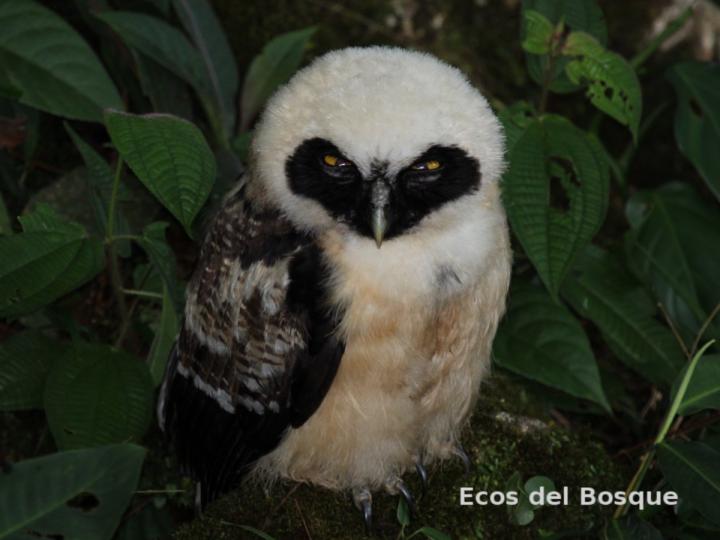 Pulsatrix perspicillata