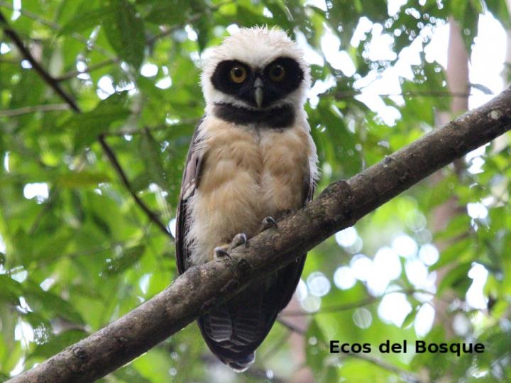 Pulsatrix perspicillata