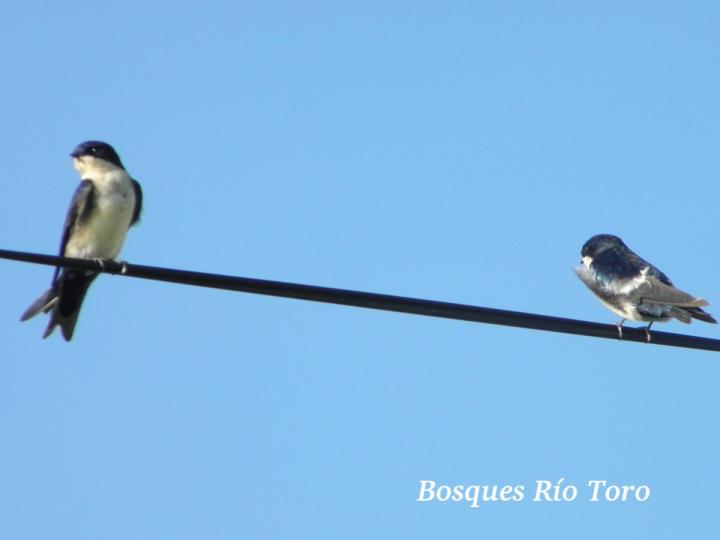 Pygochelidon cyanoleuca