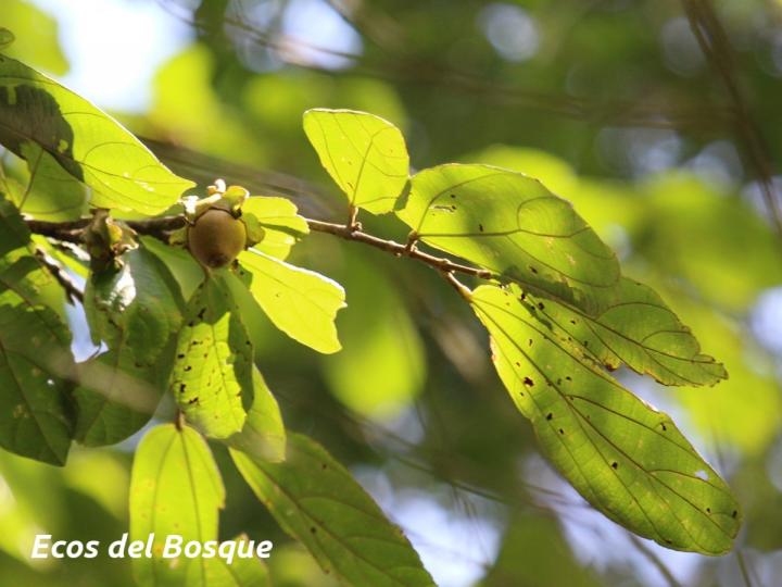 Quararibea bracteolosa