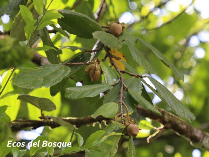 Quararibea bracteolosa