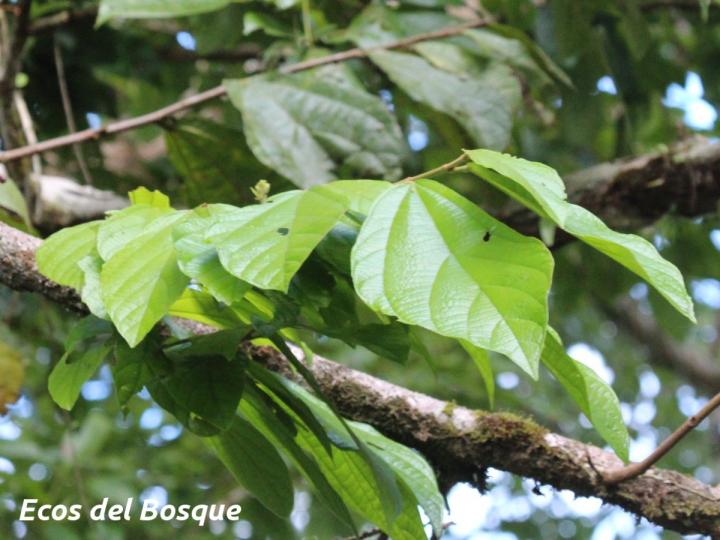 Quararibea bracteolosa