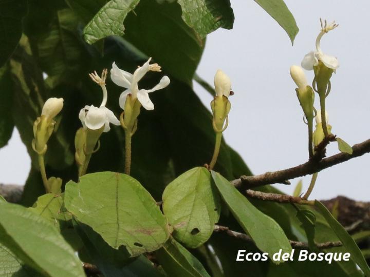 Quararibea bracteolosa