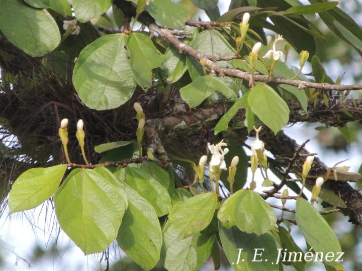 Quararibea bracteolosa