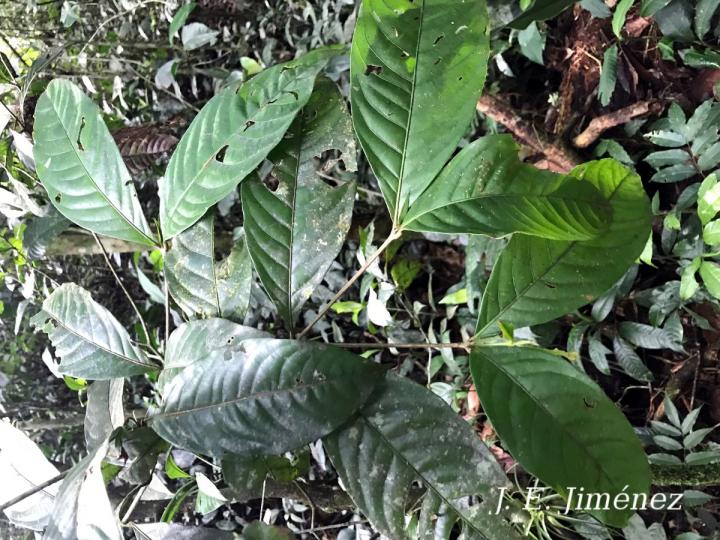 Quiina macrophylla