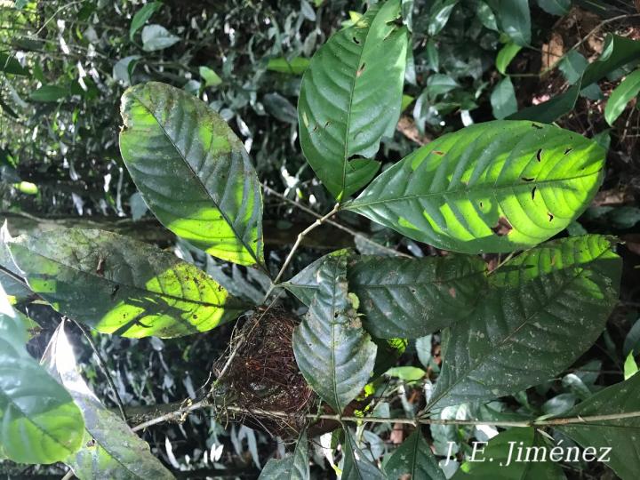 Quiina macrophylla