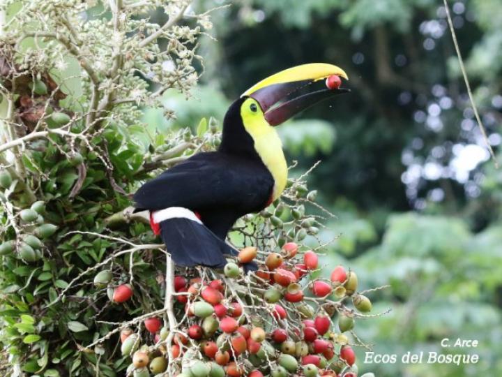 Ramphastos ambiguus