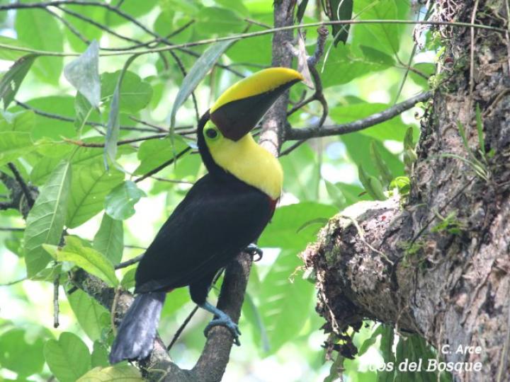 Ramphastos ambiguus