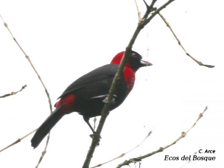 Ramphocelus sanguinolentus