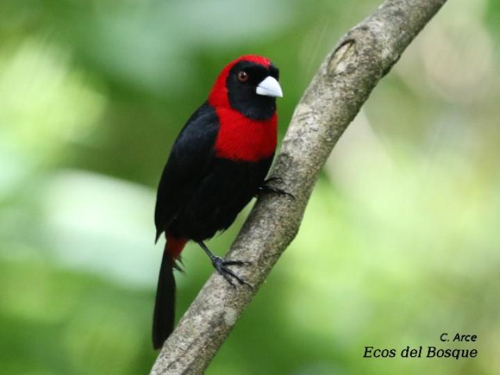 Ramphocelus sanguinolentus