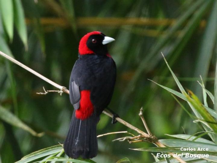 Ramphocelus sanguinolentus