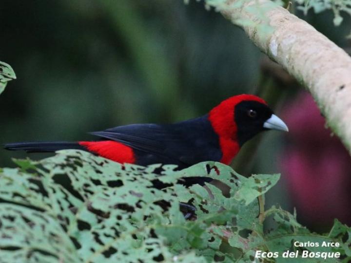 Ramphocelus sanguinolentus
