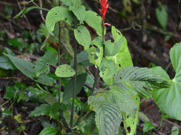 Razisea wilburii