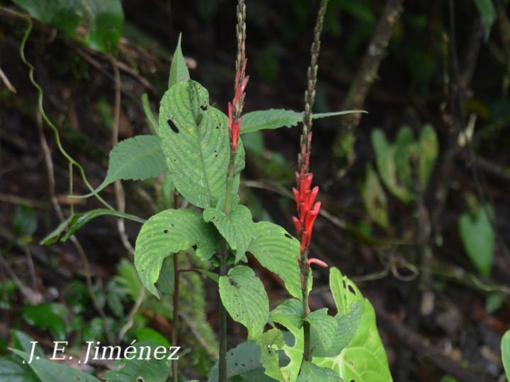 Razisea wilburii