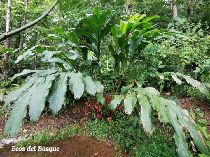 Renealmia alpinia
