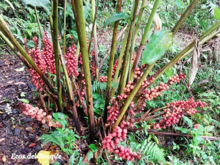 Renealmia alpinia
