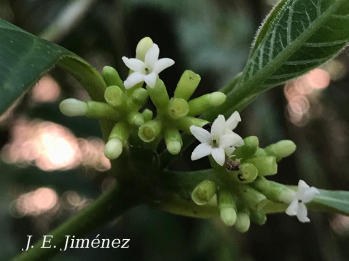 Ronabea latifolia
