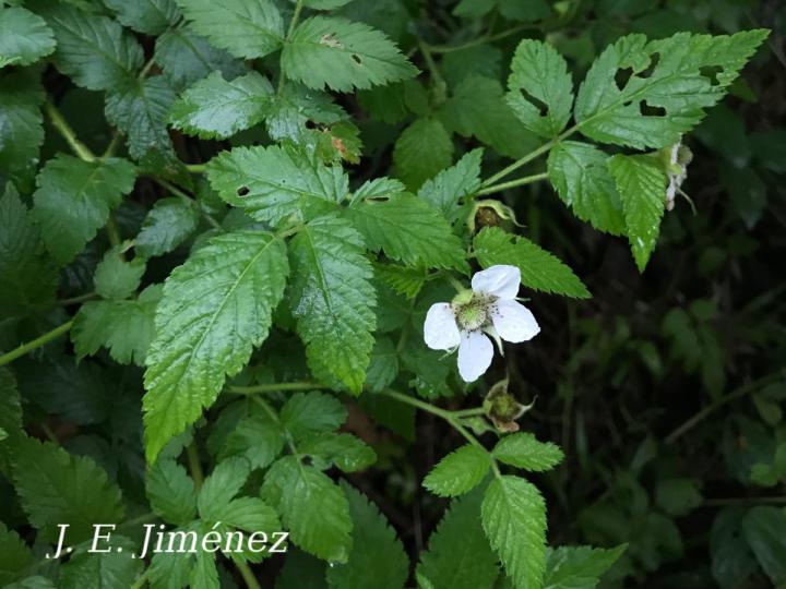 Rubus rosifolius