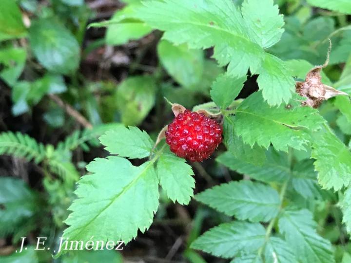 Rubus rosifolius