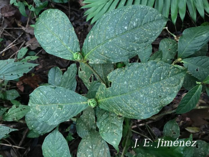 Rudgea cornifolia