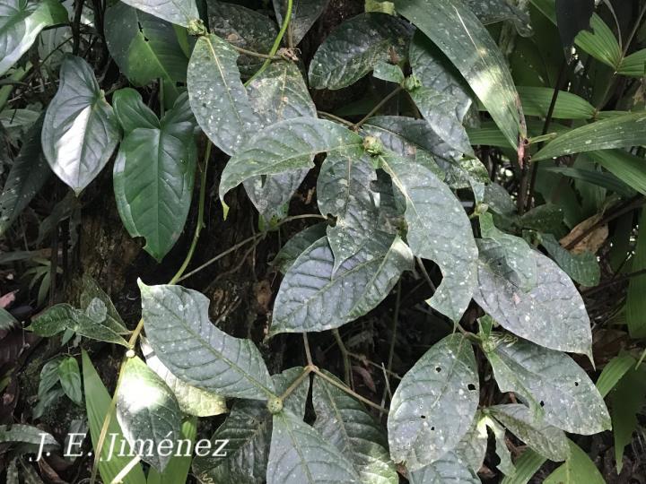 Rudgea cornifolia