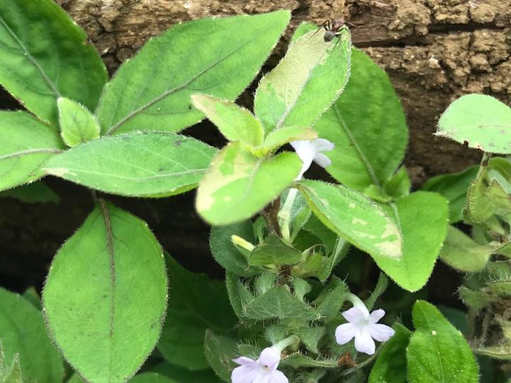 Ruellia blechum