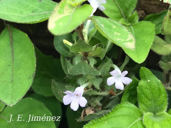 Ruellia blechum
