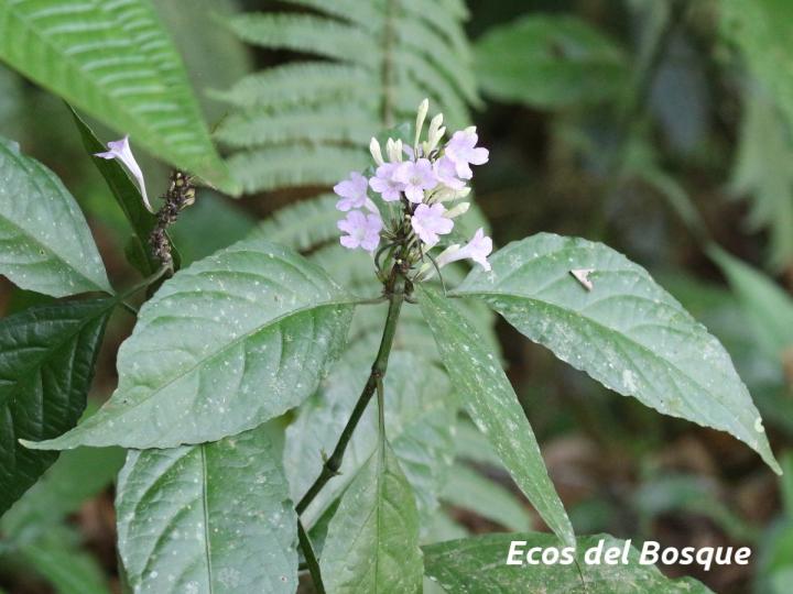 Ruellia terminalis