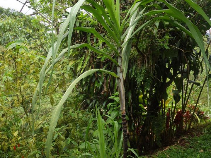 Saccharum officinarum