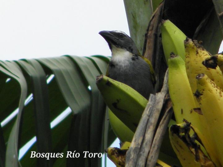 Saltator atriceps