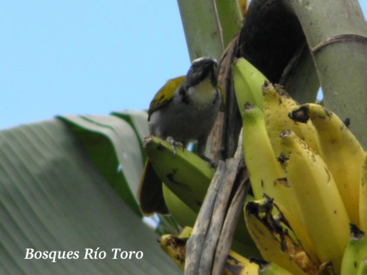 Saltator atriceps