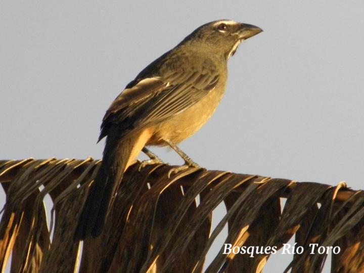 Saltator coerulescens