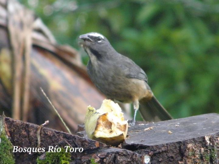 Saltator coerulescens