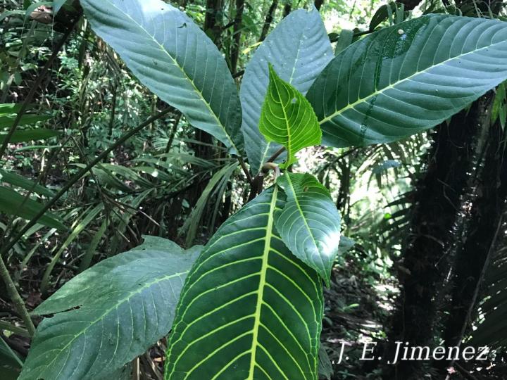Sanchezia parvibracteata