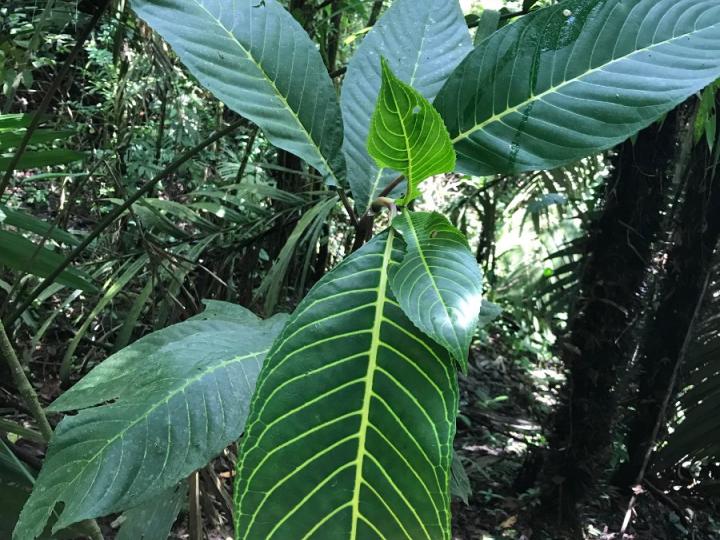 Sanchezia parvibracteata
