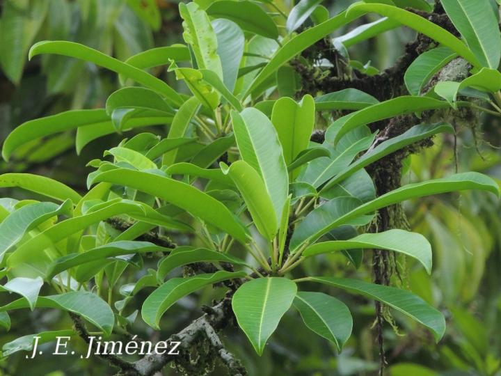 Sapium laurifolium