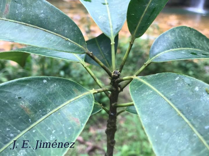 Sapium laurifolium