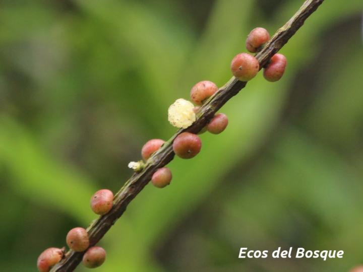 Sarcopera sessiliflora