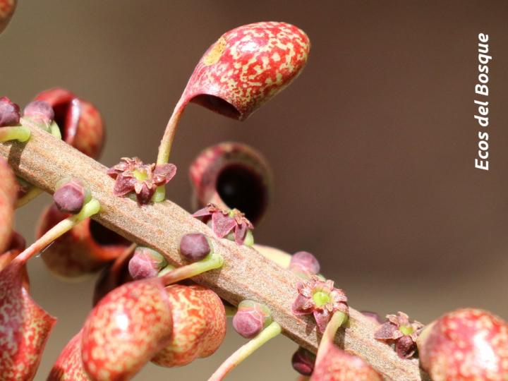 Sarcopera sessiliflora