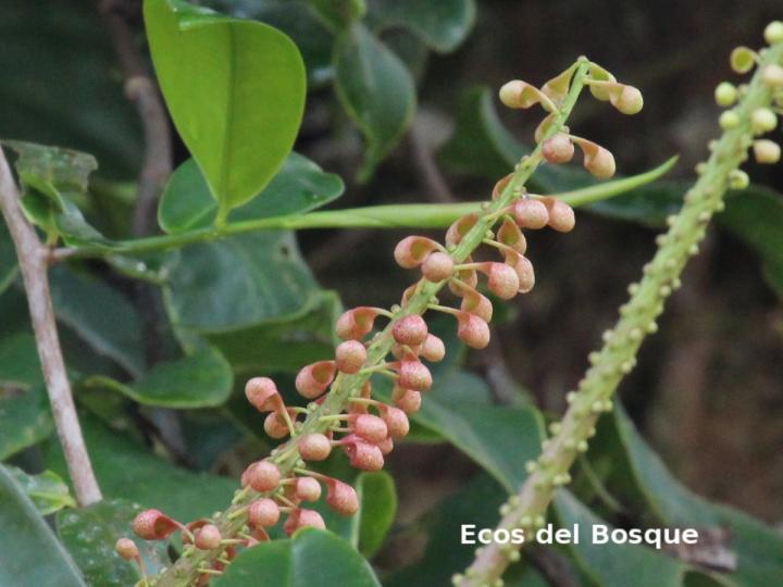 Sarcopera sessiliflora